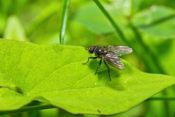 fly on leaf