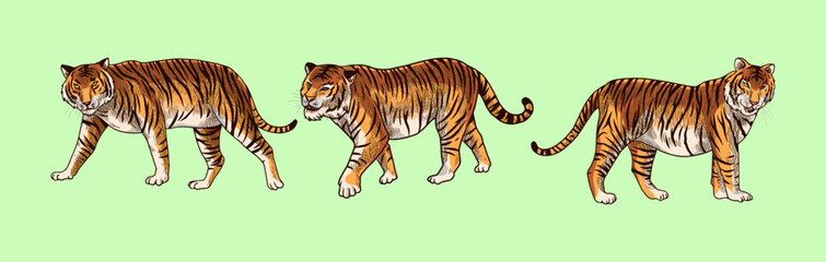 brown tiger  vector illustration with shading and consisting of three images