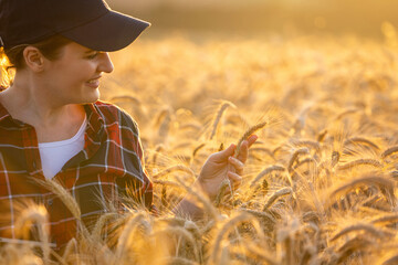 Woman farmer touches the ears of wheat on an agricultural field. - obrazy, fototapety, plakaty