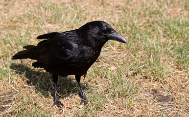 Black crow (Corvus corax) sitting on the ground. Black crow close up photo. Beautiful dark shiny feathers texture. Black bird on a farm. 