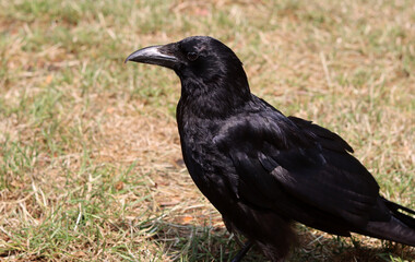 Black crow (Corvus corax) sitting on the ground. Black crow close up photo. Beautiful dark shiny feathers texture. Black bird on a farm. 