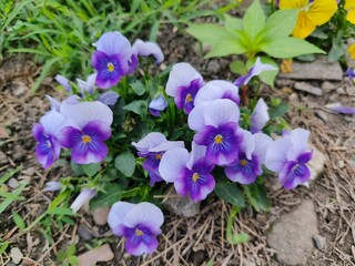 Shanli Railway Station, Beinan Township, Taitung County, wild pansy