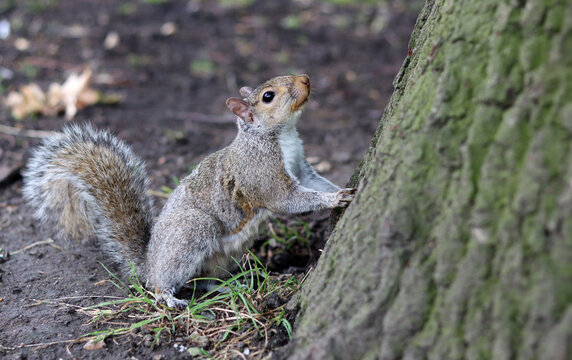 Curious gray squirrel. Close up photo of cute grey European squirrel. Animals in the wild concept. 