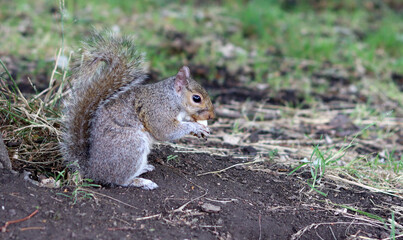 Squirrel looking for food on the ground in a summer park. Close-up of a wild animal. 
