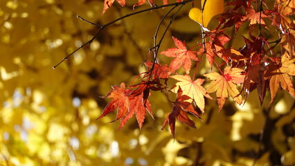 京都の紅葉