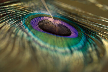 Peacock feather closeup.