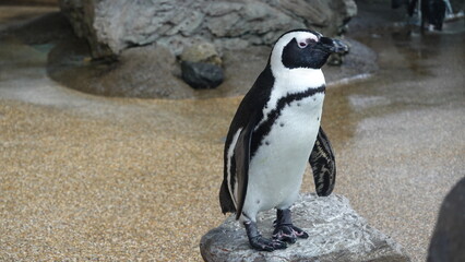 Naklejka premium 京都の水族館