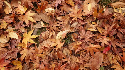 京都の紅葉