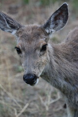 Baby Elk