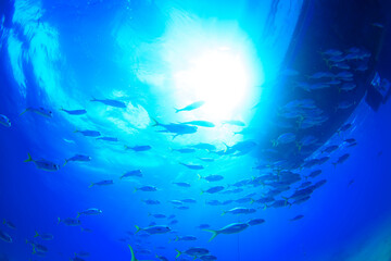 Fototapeta na wymiar underwater world in the sea