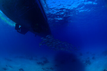 Under the boat with fishes
