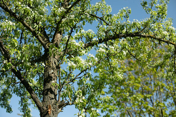 Apple tree in spring. Apple blossoms. Leaves of tree.