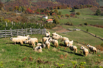 Sheep graze in a pasture in the mountains.