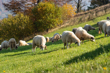 Sheep graze in a pasture in the mountains.
