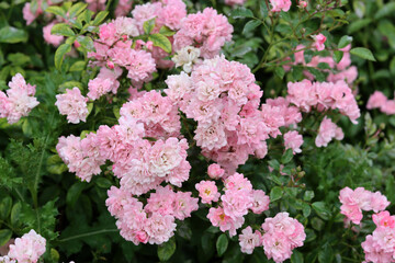 Beautiful pink rose bush blooming in the garden. Closeup photo of pink petals. Summer day in rose garden. 