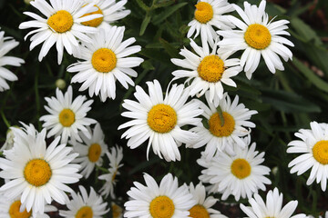 White daisies in the garden. Shallow depth of field.