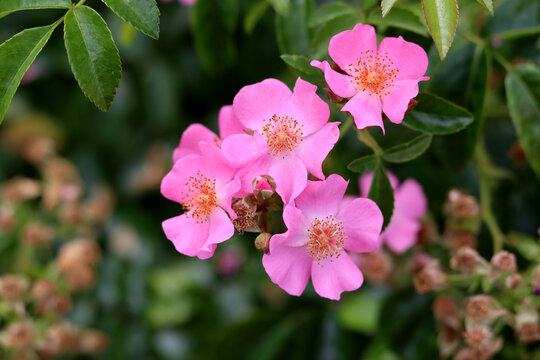 Pink wild rose flowers blooming in the garden on a summer day, closeup photo. Nature background