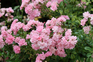Pink wild rose flowers blooming in the garden on a summer day, closeup photo. Nature background