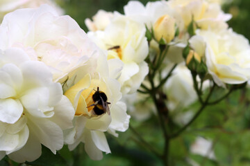 Rose bush blooming in the garden. Close up photo of beautiful summer flowers. 