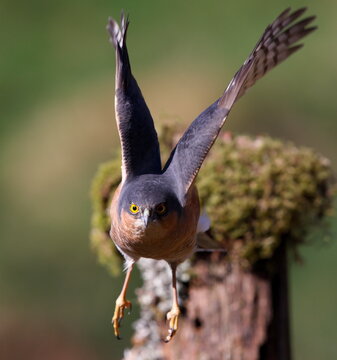 Male Sparrowhawk - Attack Mode Initiated!