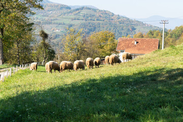 Sheep graze in a pasture in the mountains.