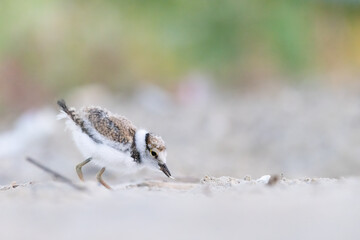 Waders or Shorebirds, female of little ringed plover.
