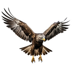 Obraz premium Big eagle looking isolated on white