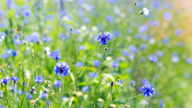 Cornflower, Centaurea cyanus Rare flower of Arable Fields. blue wildflowers, natural floral background. Wild flowers, close-up, blurred background. summer meadow flower, blooms beautifully in blue.
