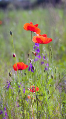 red flowers and green poppy heads. Corn field Papaver rhoeas poppy flowers in spring or summer in green grass. natural green background, beautiful bokeh. poppy in the field. close-up