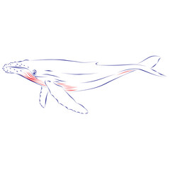 Obraz na płótnie Canvas Continuous line drawing of a whale swimming. Hand drawn, vector illustration