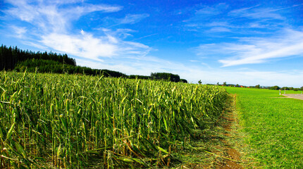 Crop Damage in a Corn Field