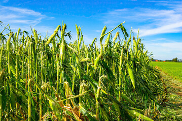 Crop Damage in a Corn Field