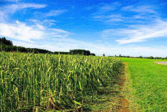 Crop Damage in a Corn Field