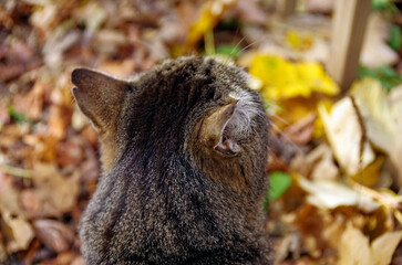 Katze auf dem Sprung