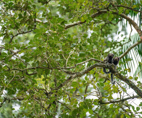 Cute primates couple on tree branch surrounded by green leaves