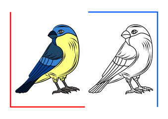 Bird Tit. Antistress. Coloring book for children.Vector outline drawing in color. Used for children's art, coloring, magazine printing, web design illustration