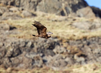 golden eagle