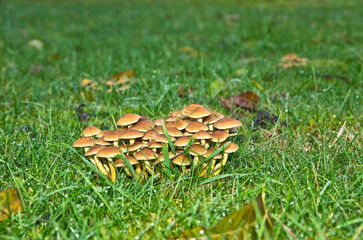 Haufen Pilze
