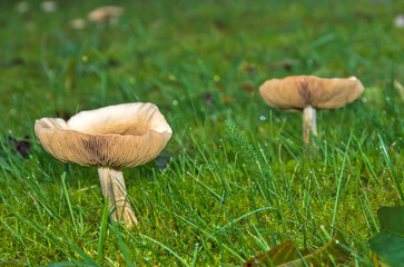 Pilze