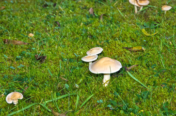 Pilze