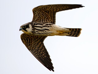 juvenile hobby in flight