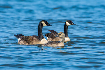Two adult Canadian geese with a gosling, Branta canadensis, swim on the Grand River at Grand Haven