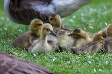 Young canadian goose in park