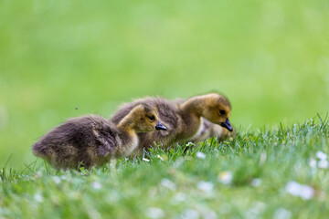 Young canadian goose in park