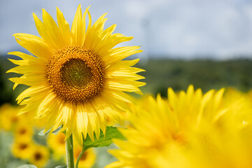 満開のひまわり