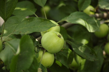 Unripe organic apples hanging on an apple tree branch