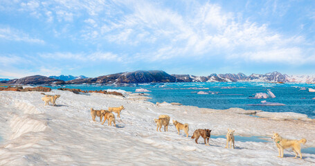 Many greenland dogs chained up on the snow, with hut-colored houses in the background and Greenland mountain and seascape - Kulusuk, Greenland - obrazy, fototapety, plakaty