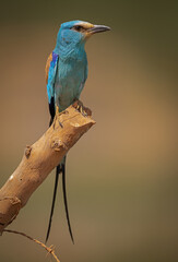 Abyssinian Roller perched on a stick and isolated against natural background