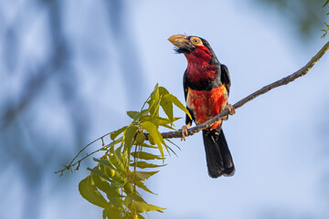 Bearded Barbet perched in a tree