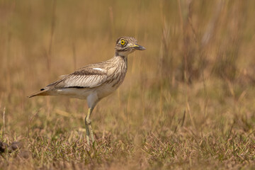 Senegal Thick-knee in natural habitat